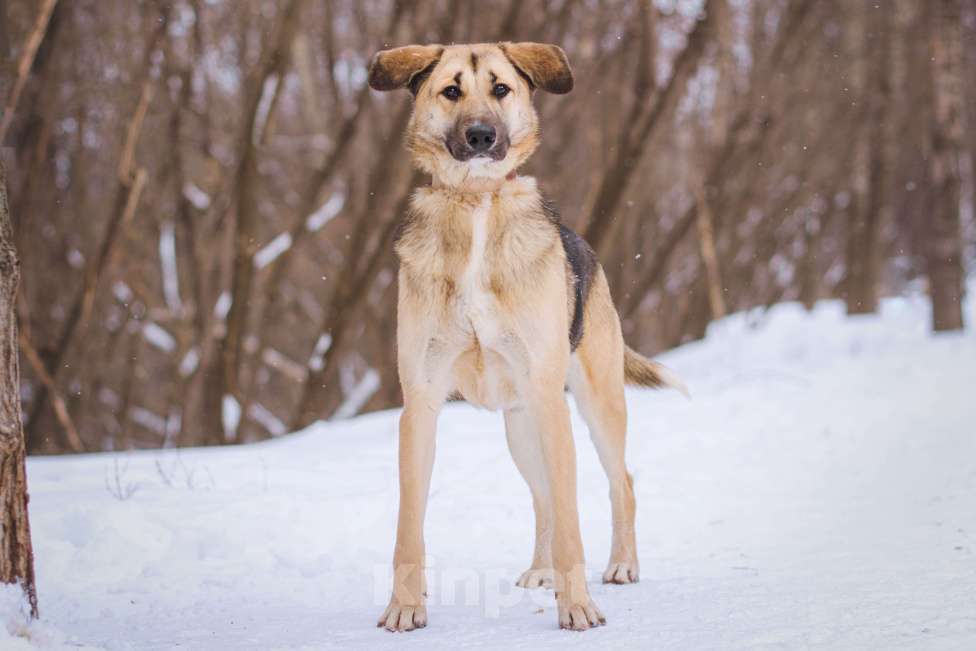 Собаки в Москве: Тотошка Мальчик, Бесплатно - фото 3