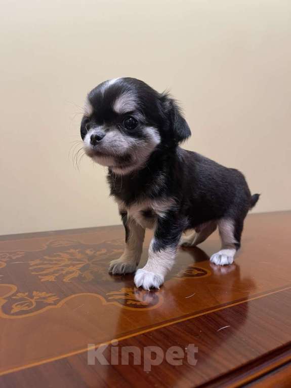 Собаки в других городах Московской области: Щенок чихуахуа мальчик Приц Мальчик, 75 000 руб. - фото 1