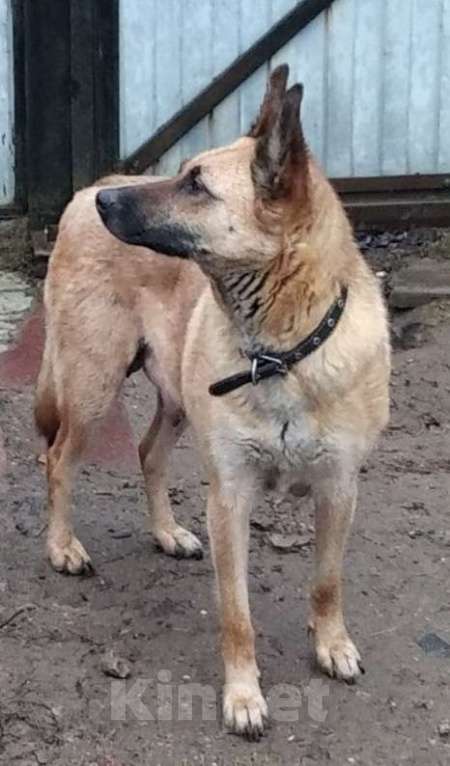 Собаки в Лобне: Отдам щенка Мальчик, Бесплатно - фото 4