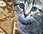 Кошки в Пензе: Шикарные котята дворянской породы. Мальчик, Бесплатно - фото 5
