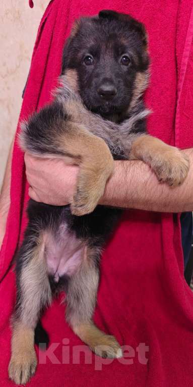 Собаки в Ростове-на-Дону: Щенки немецкой овчарки Девочка, 60 000 руб. - фото 5