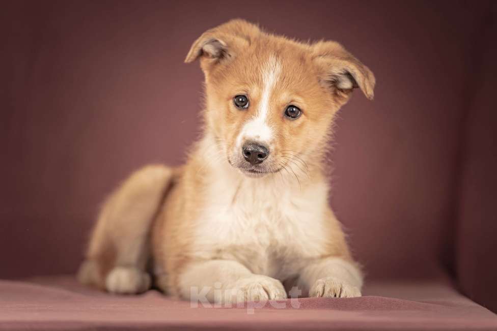 Собаки в Клине: Рейна — солнечная девочка с добрым сердцем, которая станет источником счастья для своей семьи Девочка, Бесплатно - фото 1