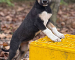 Собаки в Москве: Сестры по несчастью, которые заслужили шанс на любовь Девочка, Бесплатно - фото 2