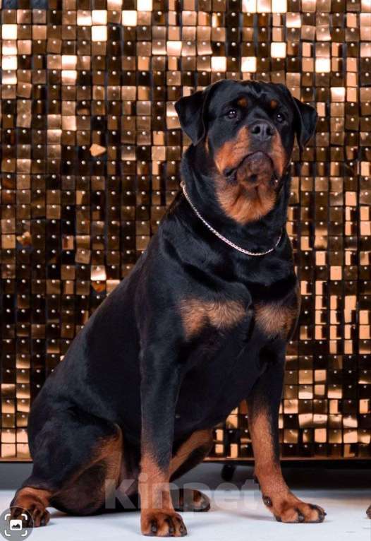 Собаки в Иркутске: Щенки ротвейлера Разнополые, Бесплатно - фото 4