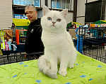 Кошки в Санкт-Петербурге: Британская шиншилла. Мальчик, 25 000 руб. - фото 5