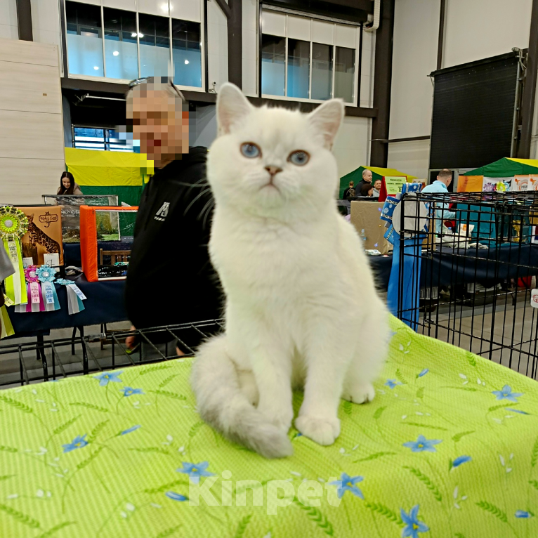 Кошки в Санкт-Петербурге: Британская шиншилла. Мальчик, 25 000 руб. - фото 5