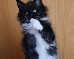Кошки в Перми: Котенок мейн кун Девочка, 35 000 руб. - фото 2