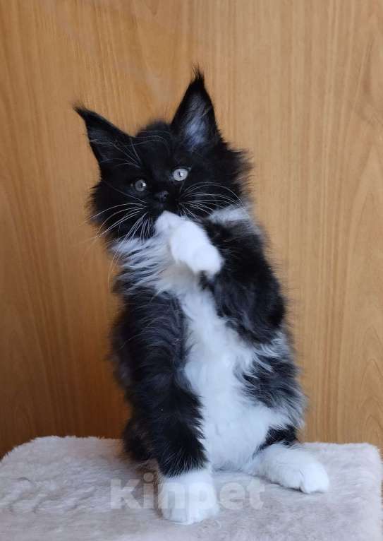 Кошки в Перми: Котенок мейн кун Девочка, 35 000 руб. - фото 2