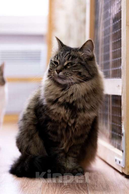 Кошки в Москве: История Дуси: о холоде, предательстве и надежде Девочка, Бесплатно - фото 2