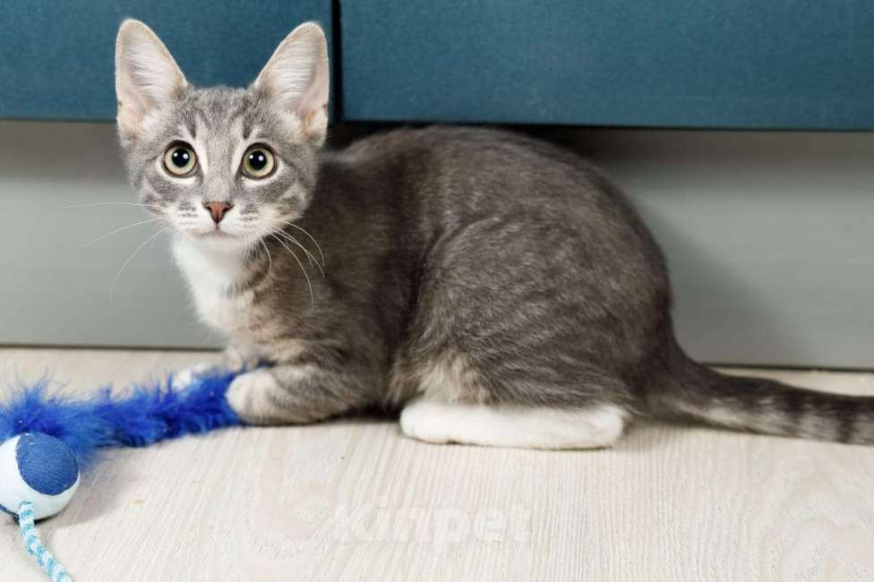 Кошки в Москве: Очень ласковый котёнок в добрые руки  Мальчик, Бесплатно - фото 2