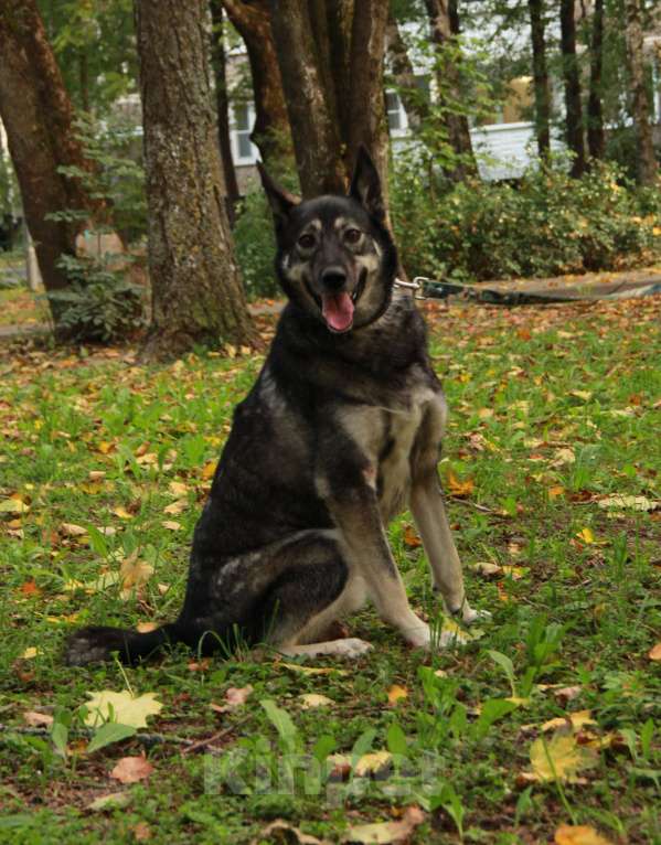 Собаки в Москве: Собака в добрые руки Мальчик, Бесплатно - фото 4