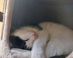 Кошки в Москве: Стеснительный котик Йохан  Мальчик, 50 руб. - фото 4
