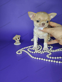 Мальчик чихуахуа с лиловым носиком