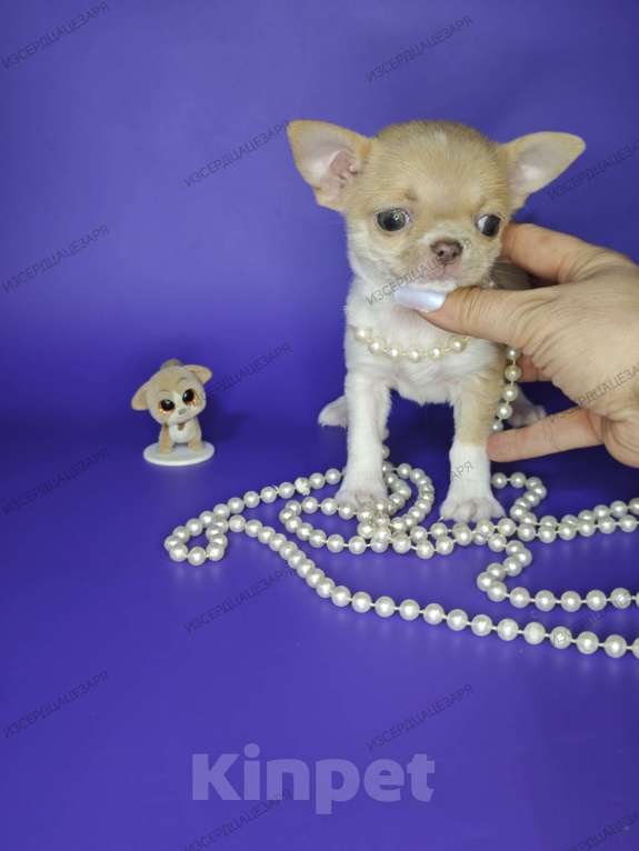 Собаки в Москве: Мальчик чихуахуа с лиловым носиком Мальчик, Бесплатно - фото 1