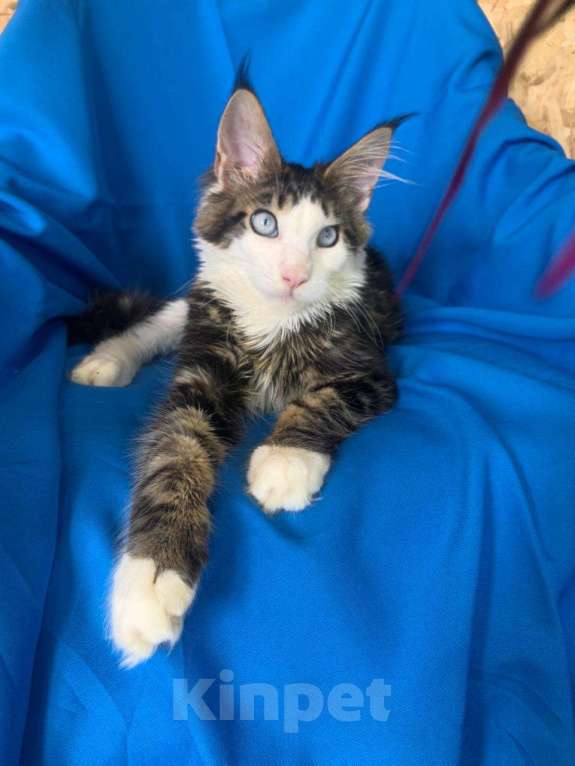 Кошки в Тамбове: Мейн-кун голубые глаза  Мальчик, 150 000 руб. - фото 2