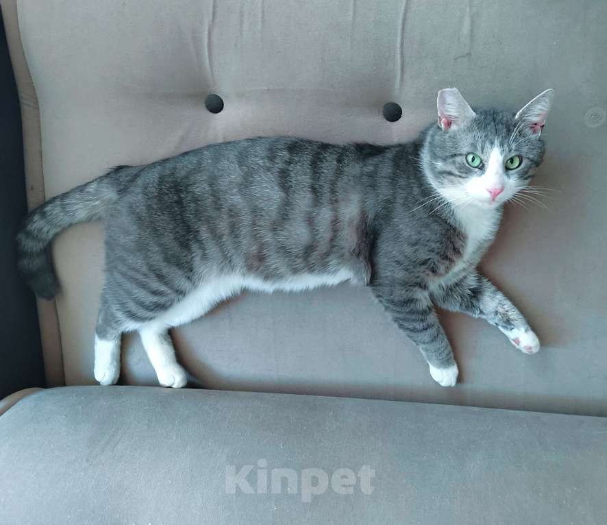 Кошки в Санкт-Петербурге: Котик Феденька ждет своих родителей Мальчик, Бесплатно - фото 1