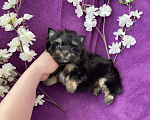 Собаки в Москве: Чёрный йорк мальчик стандарт Мальчик, 50 000 руб. - фото 7