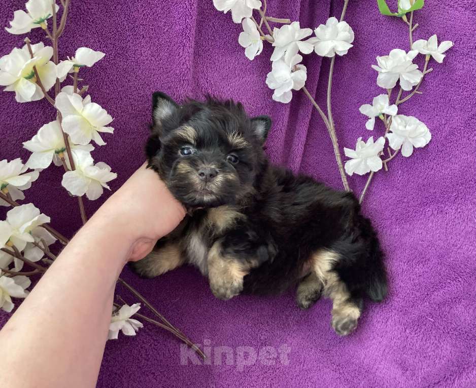 Собаки в Москве: Чёрный йорк мальчик стандарт Мальчик, 50 000 руб. - фото 7