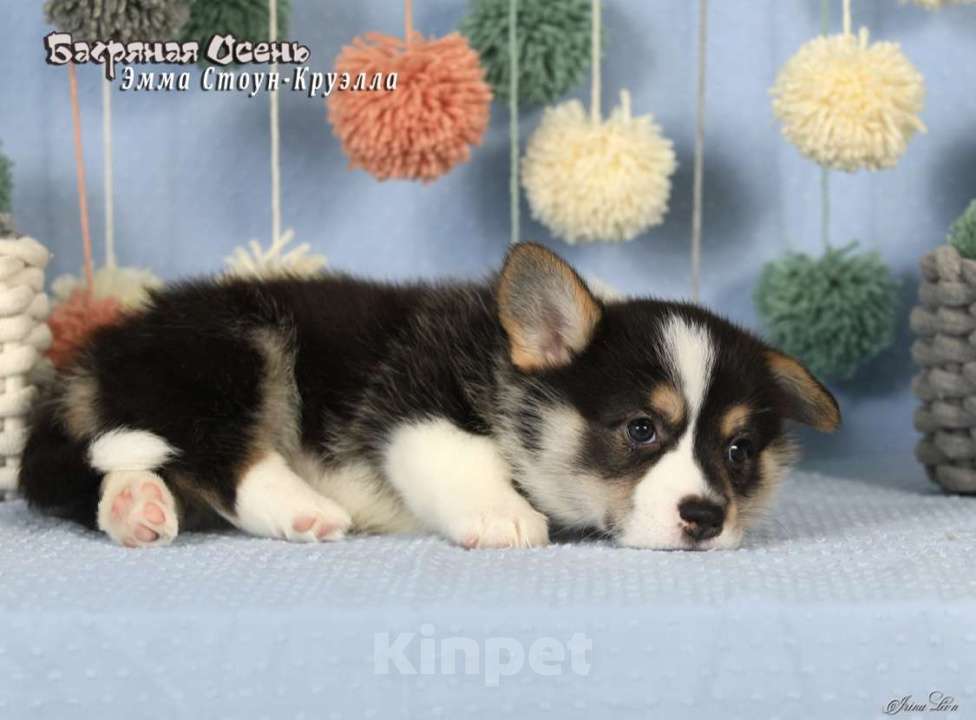 Собаки в Москве: Чакибусенок #6 очень серьезная малышка триколор Круэлла  Девочка, Бесплатно - фото 7