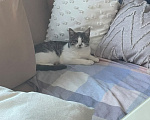 Кошки в Красногорске: Котенок 5 месяцев Мальчик, Бесплатно - фото 4