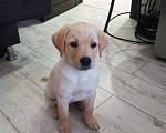 Собаки в Учалы: Чистопородный щенок лабрадора Девочка, 8 000 руб. - фото 2