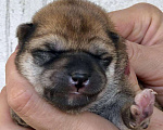 Собаки в Дзержинске: Маленькие и средние щенки., 35 000 руб. - фото 1