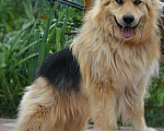 Собаки в Москве: Пёс Пунш Мальчик, 1 руб. - фото 1