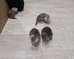 Кошки в Карачеве: Котята шотландской породы, 5 500 руб. - фото 4
