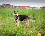 Собаки в Москве: Восточно-европейская овчарка Гром в дар Мальчик, Бесплатно - фото 4