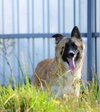 Собаки в Москве: Сэм и Дин Мальчик, Бесплатно - фото 3