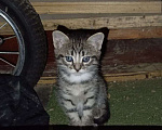 Кошки в Долгопрудном: ❗️КОТЁНОК МАЛИК В ДОБРЫЕ РУКИ❗️ Мальчик, Бесплатно - фото 1