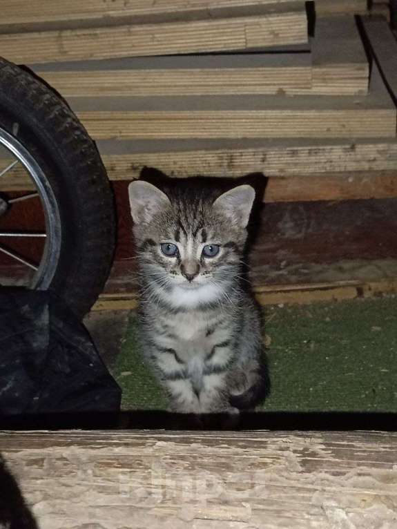 Кошки в Долгопрудном: ❗️КОТЁНОК МАЛИК В ДОБРЫЕ РУКИ❗️ Мальчик, Бесплатно - фото 1