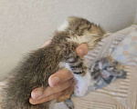 Кошки в Москве: Котенок в добрые руки Девочка, Бесплатно - фото 3