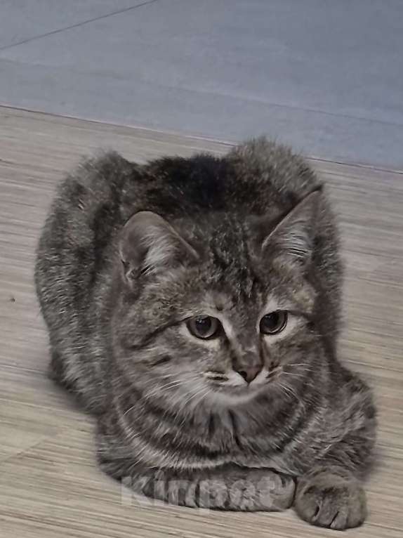 Кошки в Чебоксарах: Полосатая девочка  Девочка, Бесплатно - фото 2