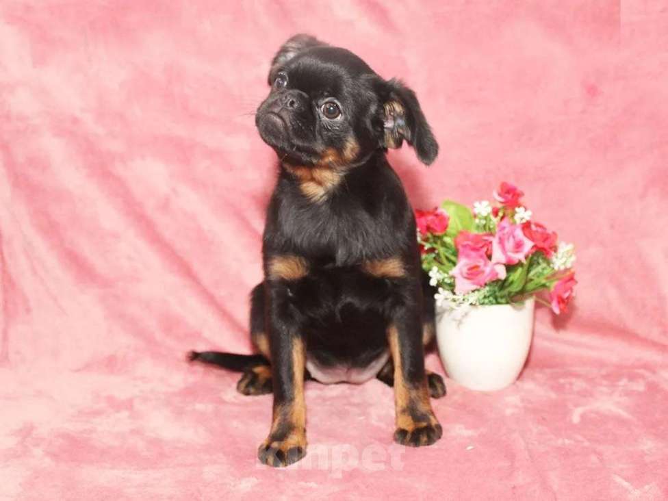 Собаки в Санкт-Петербурге: Красотка Девочка, 80 000 руб. - фото 1