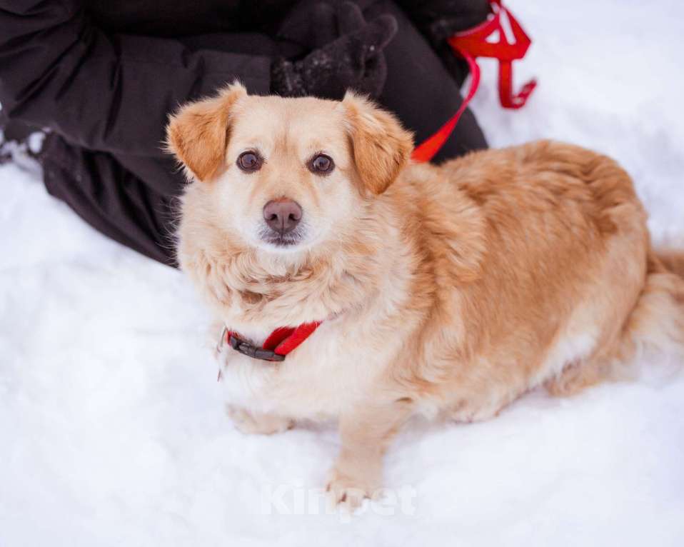 Собаки в Москве: Маленький пёсик ищет дом Мальчик, Бесплатно - фото 4
