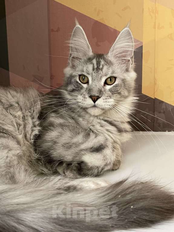 Кошки в Москве: Пушистый ангел для вашего настроения Мальчик, 80 000 руб. - фото 8