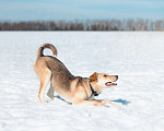 Собаки в Москве: Солнечная и позитивная 9 мес собака Герда ищет семью! Девочка, Бесплатно - фото 9