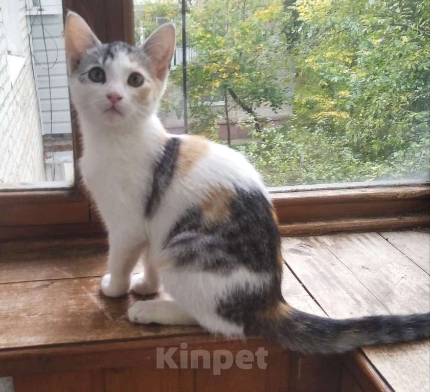 Кошки в Москве: Трехцветный котенок Кнопка в дар Девочка, Бесплатно - фото 2