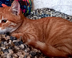 Кошки в Евпатории: Ярко-рыжая молодая кошечка Алиса в добрые руки Девочка, 1 руб. - фото 4