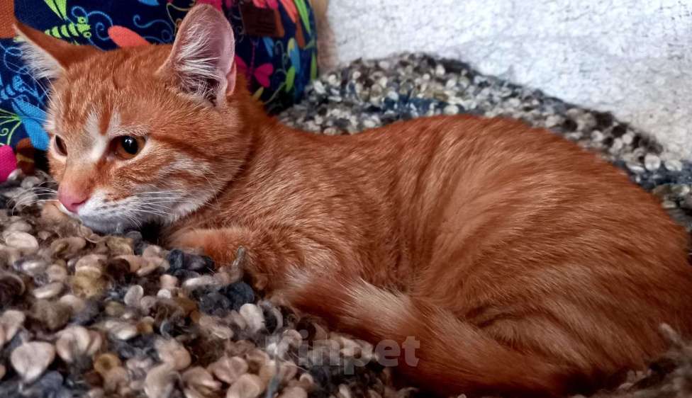Кошки в Евпатории: Ярко-рыжая молодая кошечка Алиса в добрые руки Девочка, 1 руб. - фото 4