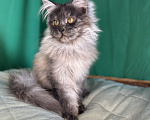 Кошки в Москве: Котёнок мейн-кун, голубой дым(as), кличка Cobalt Мальчик, 50 000 руб. - фото 4