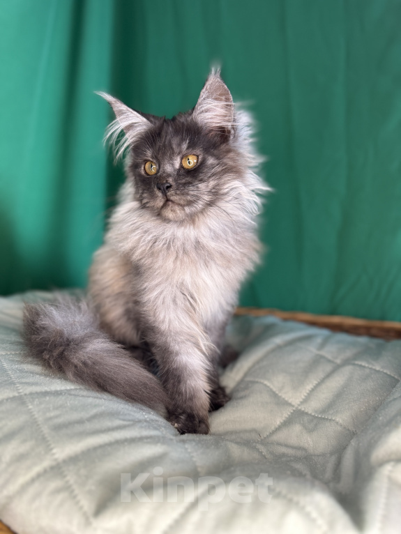Кошки в Москве: Котёнок мейн-кун, голубой дым(as), кличка Cobalt Мальчик, 50 000 руб. - фото 4
