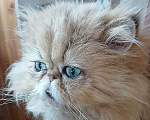 Кошки в других городах Московской области: Зеленоглазый котик в добрые руки Мальчик, Бесплатно - фото 2