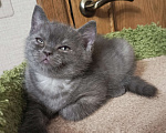 Кошки в Санкт-Петербурге: Крупный британский очаровательный малыш Мальчик, 15 000 руб. - фото 3
