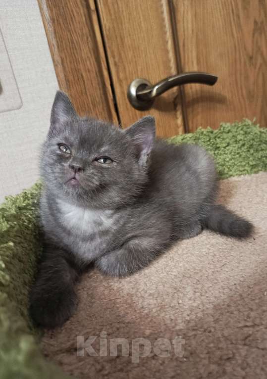 Кошки в Санкт-Петербурге: Крупный британский очаровательный малыш Мальчик, 15 000 руб. - фото 3