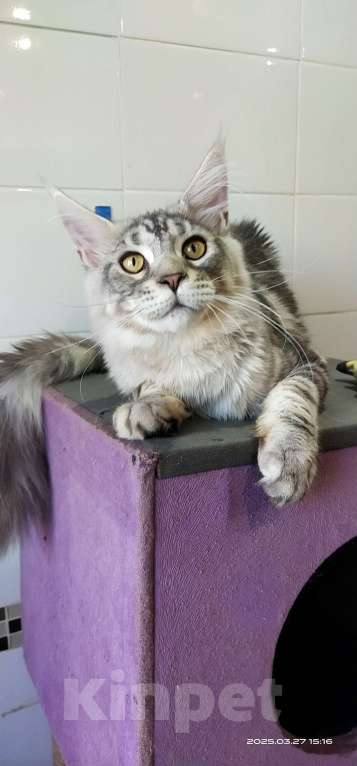 Кошки в Челябинске: Огромный серебряный мальчик Мальчик, 35 000 руб. - фото 3