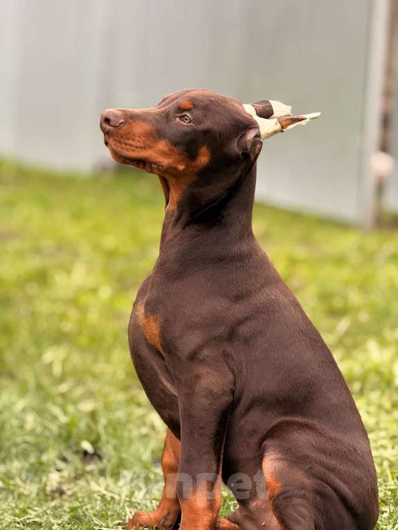Собаки в Белгороде: щенок добермана Мальчик, 80 000 руб. - фото 5