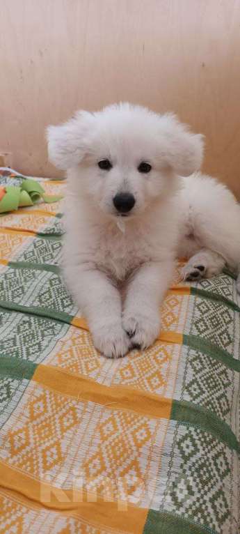 Собаки в Евпатории: Предлагаются щенки белой швейцарской овчарки Девочка, Бесплатно - фото 4