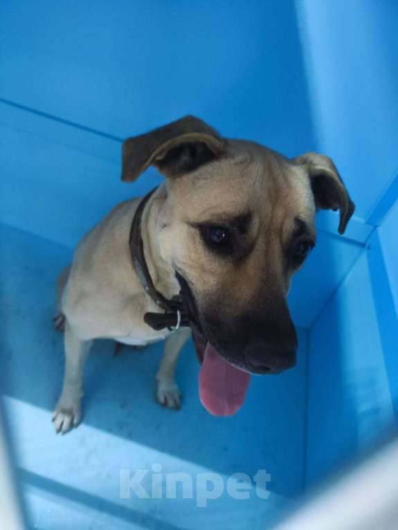 Собаки в Москве: Бывшедомашняя Джесси. Выпуск через неделю. Девочка, Бесплатно - фото 4